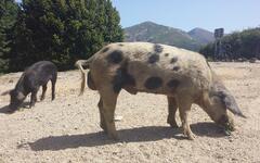 Korsika - divoká prasata