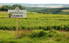 vinice-chablis